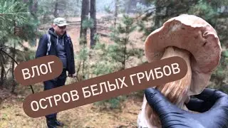 Влог. Остров белых грибов.