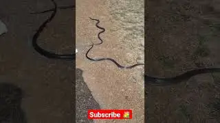 भारत 🇮🇳 का सबसे तेज़ साँप | घोड़ापछाड़ साँप | धामन | Indian Rat Snake