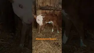 Наше маленькое ЧУДО! #герефорд #корова #cow #теленок #чудо #молоко #ферма #хозяева #помощь #уход#sos