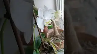 А на окошке цветут 