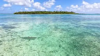 Nature's Aquarium: Beautiful & Soothing Sea Life of Île de Maupiti