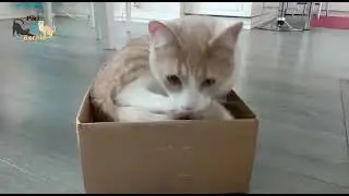 If It Fits I Sits Cat Logic