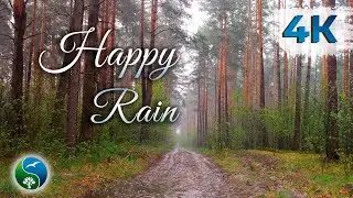 Heavy rain in the spring forest. The noise of rain and thunder. For sleep, meditation or study. Rain