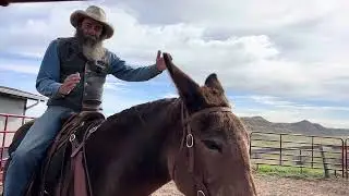 Saddling a Mule and Reba’s Improvement