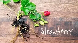 How-To Grow Strawberries in Containers | IN BETH'S GARDEN