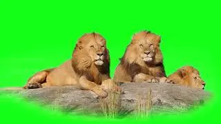 lion animal footage, lion green screen, lion forest visual overlay, lion overlay, lions group HD