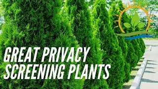 4 Great Evergreen Privacy Screening Plants!