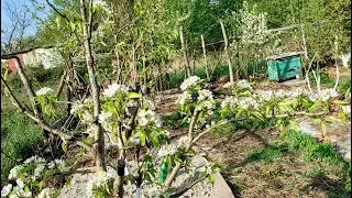 Садівництво під час війни.Ревізія саду,щепи,поради.Частина 1.