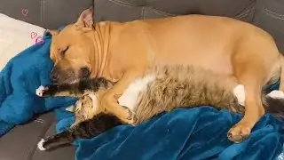 This CAT and DOG are Best Friends 😭 Best FUNNY videos 2024