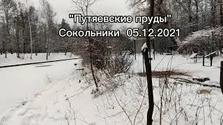 Моржевание в Сокольниках, Путяевские пруды 05.12.2021