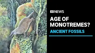 100-million year-old monotreme fossils unveiled | ABC News