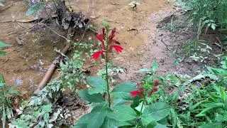 Peaceful Colorful Babbling Brook Setting
