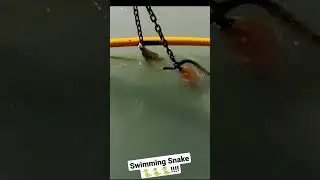 The Swimming snake looks Awesome 🐍🐍🐍🐍
