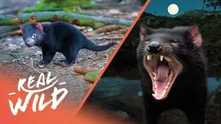 What Exactly Are Tasmanian Devils? | Australia's Wild Places | Real Wild