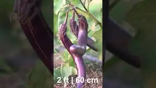 Grow Huge Harvest of Eggplants Every Week