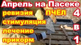 АПРЕЛЬ на ПАСЕКЕ ревизия ПЧЁЛ , стимуляция на яйцекладку матки пчёл , лечение , прикорм пчёл !