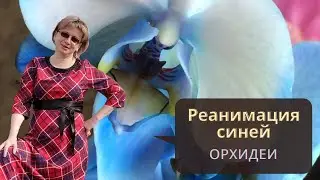 РЕАНИМАЦИЯ СИНЕЙ ОРХИДЕИ | Как спасти Орхидею без корней