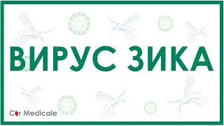 Вирус Зика