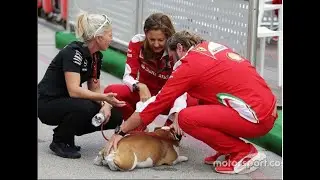 We miss seeing Roscoe Hamilton 🐕  on the F1 grid this season