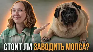 О чём нужно знать перед покупкой мопса? Плюсы и минусы породы