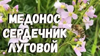 Медонос СЕРДЕЧНИК ЛУГОВОЙ