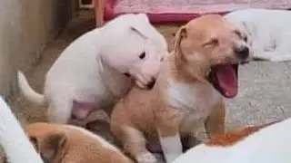 Videos De Risa De Animales 2023 - 10 Momentos Más Divertidos Perros del Año 😂