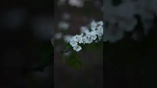 Macro Nature Photography - The Common Hawthorn