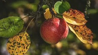 Spray Like a Pro: Mastering the Art of Fruit Tree Care for Abundant Harvests!