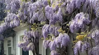 Светлана Рюмина. А на улице весна.