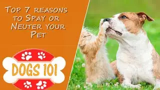 Top 7 reasons to Spay or Neuter your Pet