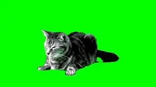 FREE - Cat - Green Screen