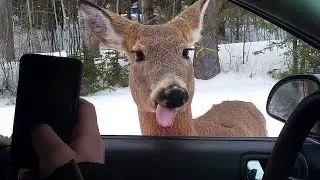 99.9% Can’t stop laughing at these animal - Funniest ANIMAL Videos 2025! 🤣