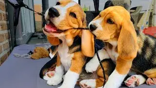 Beagle Puppies Playing | Cute and Funny | Beagle Universe