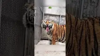 очередная попытка найти пару тигрице 🐅🐅 