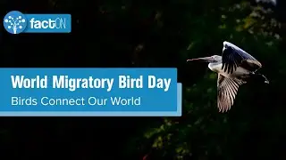 World Migratory Bird Day | Birds Connect Our World | SDG Plus