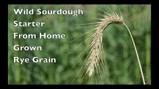 How To Make a Wild Yeast Sourdough Starter From Home Grown Rye Grain