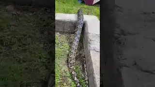 Huge reticulated python