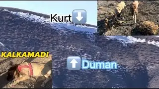 DAĞLARDA KURT VE DUMANIN MÜTHİŞ KARŞILAŞMASI. DUMAN KURDU YAKALADI  