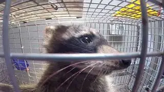 FERAL KITTY BYCATCH GETS A BLOODY RACCOON