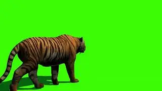 green screen tiger cartoon video 