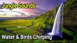 Jungle Sounds | 1 hour of relaxing jungle sounds | Birds Ambience | Sleeping  Studying | Meditation