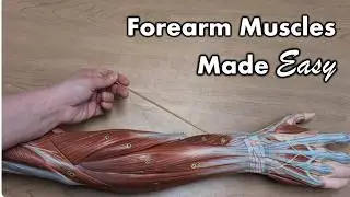 Muscles of the Forearm