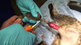 Tail injury in a Cat