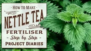 ★ How to Make Stinging Nettle Tea Fertiliser (Benefits of using & drinking Tea / High Nitrogen Feed)