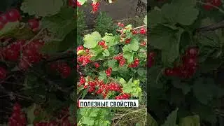 КРАСНАЯ СМОРОДИНА полезные свойства