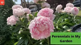 Perennial Plants in My Garden