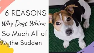 Why is My Dog Whining So Much All of A Sudden? Here are 6 Reasons Why Dogs Whine So Much