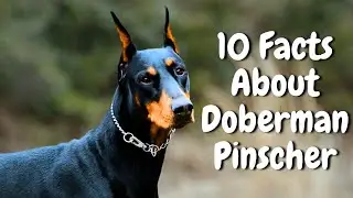 10 AMAZING Facts About DOBERMAN PINSCHER