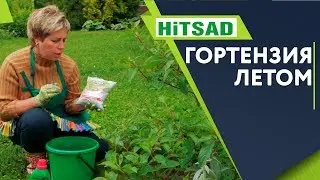 Правильный Уход За Гортензией Летом 🌺 Чем Удобрять Гортензию ✔️ Советы От Хитсад ТВ