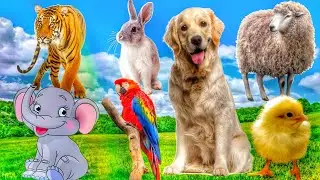 Wild Animal Sounds Around Us | Fox, Tiger, Horse, Goat, Duck, Koala, Bear | Cute Animal Moments